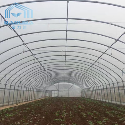 Cultivo del invernadero del túnel de Singlespan con la irrigación y el sistema cada vez mayor hidropónico