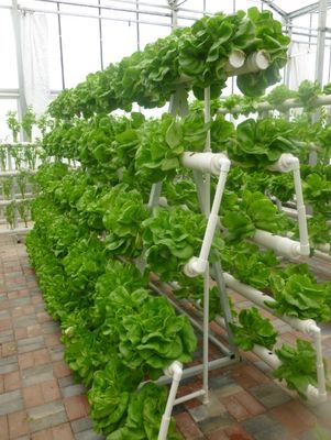 Un tipo sistema del hidrocultivo de la torre para el invernadero de la agricultura