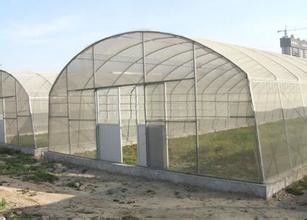 Invernadero plástico de la película de polietileno de los invernaderos del túnel del solo palmo para el cultivo de las verduras