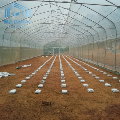 las plantas de la agricultura alrededor hacen un túnel el invernadero plástico del túnel lateral de un solo tramo de la ventilación