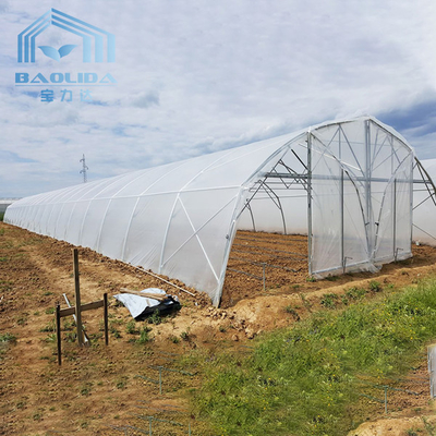 Invernadero plástico del túnel agrícola polivinílico del invernadero del tomate para el equipo de la irrigación por goteo