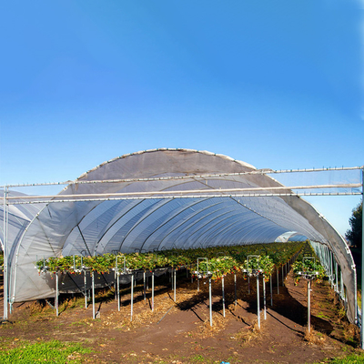 Alto las fresas producidas de la película plástica de la producción invernadero agrícola llueven el refugio