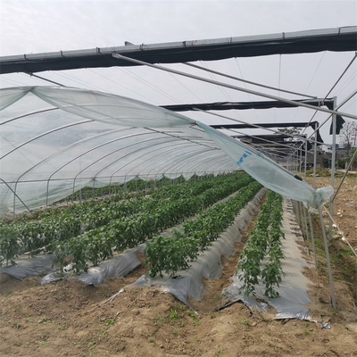 Alto las fresas producidas de la película plástica de la producción invernadero agrícola llueven el refugio