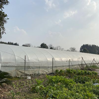 Túnel vertido plástico de la agricultura del invernadero del solo palmo tropical transparente