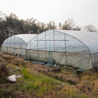 Túnel vertido plástico de la agricultura del invernadero del solo palmo tropical transparente