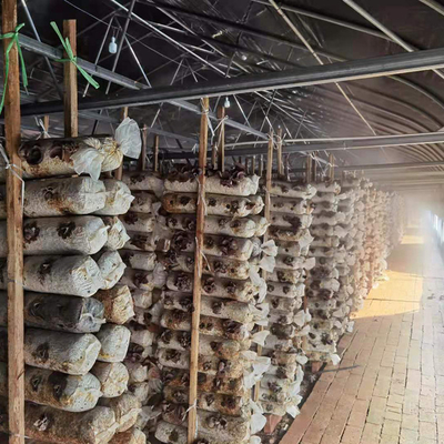 Invernaderos de un solo tramo de la seta de la agricultura del invernadero orgánico chino de la gestión