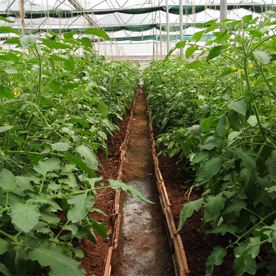 Solo palmo de ventilación del sistema del tomate del invernadero plástico agrícola lateral del túnel