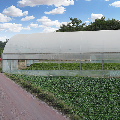 Invernadero plástico del palmo de la agricultura solo con la película doble polivinílica del marco de acero del túnel