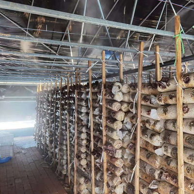 Solo negro Mesh Mushroom Cultivation In Greenhouses del invernadero del palmo de la capa doble