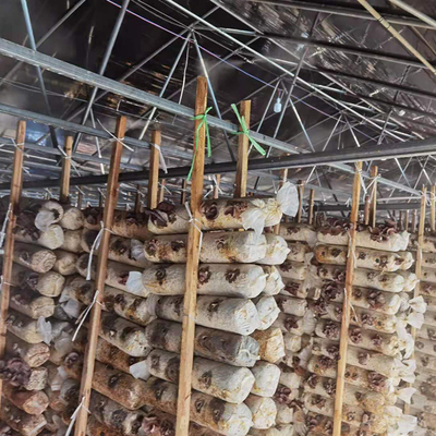 Solo negro Mesh Mushroom Cultivation In Greenhouses del invernadero del palmo de la capa doble