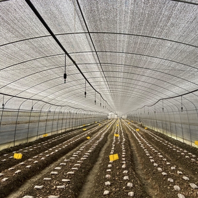 Solo negro Mesh Mushroom Cultivation In Greenhouses del invernadero del palmo de la capa doble