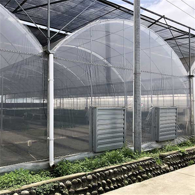 Invernadero multi del palmo del control de la temperatura del invernadero de la ventilación natural de la agricultura
