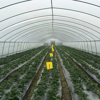 invernadero agrícola de la película de polietileno del invernadero de los 6m para el cultivo de la flor