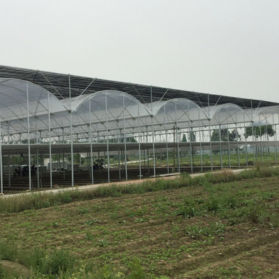 Los tomates prefabricados hacen un túnel el invernadero plástico/el invernadero multi del palmo de la película