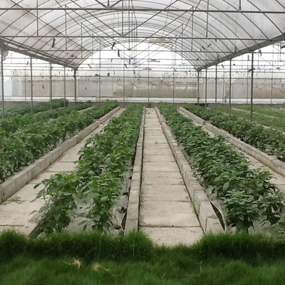 Enrolle las plantas resistentes de la agricultura que crecen el invernadero multi del palmo de la película polivinílica hidropónica del sistema